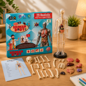 human anatomy toy for kids